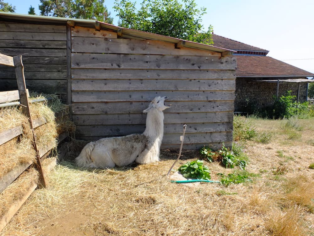 lama's